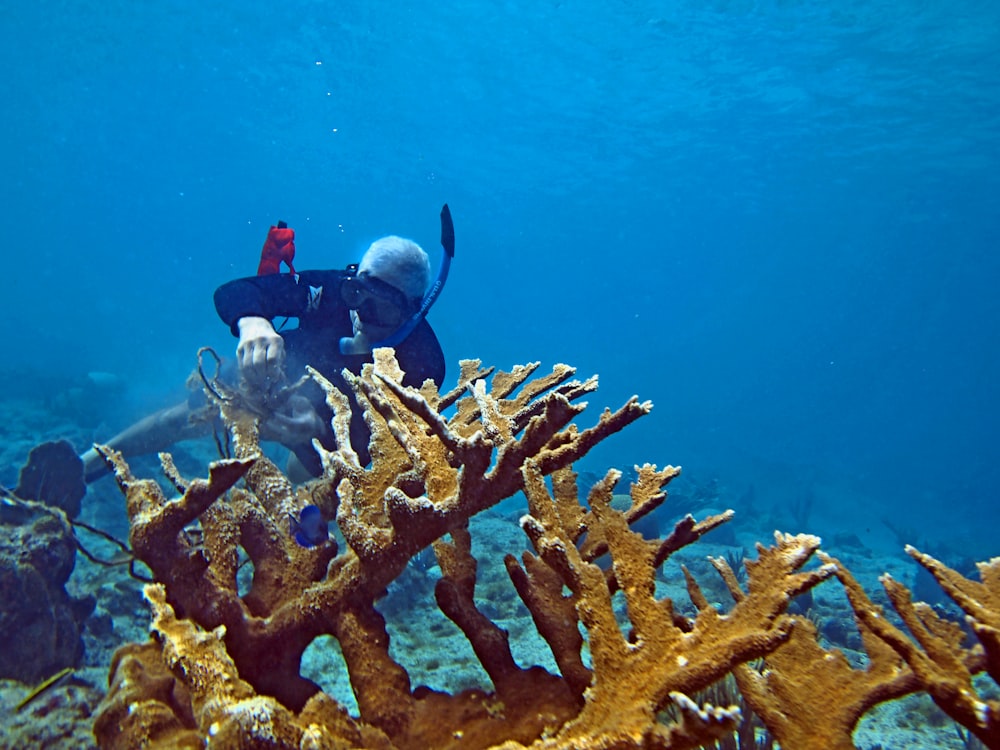 a scuba diver swims over a coral reef