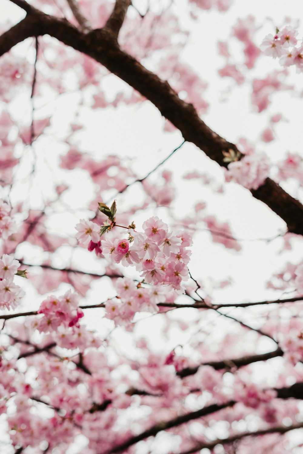 a tree with lots of pink flowers on it