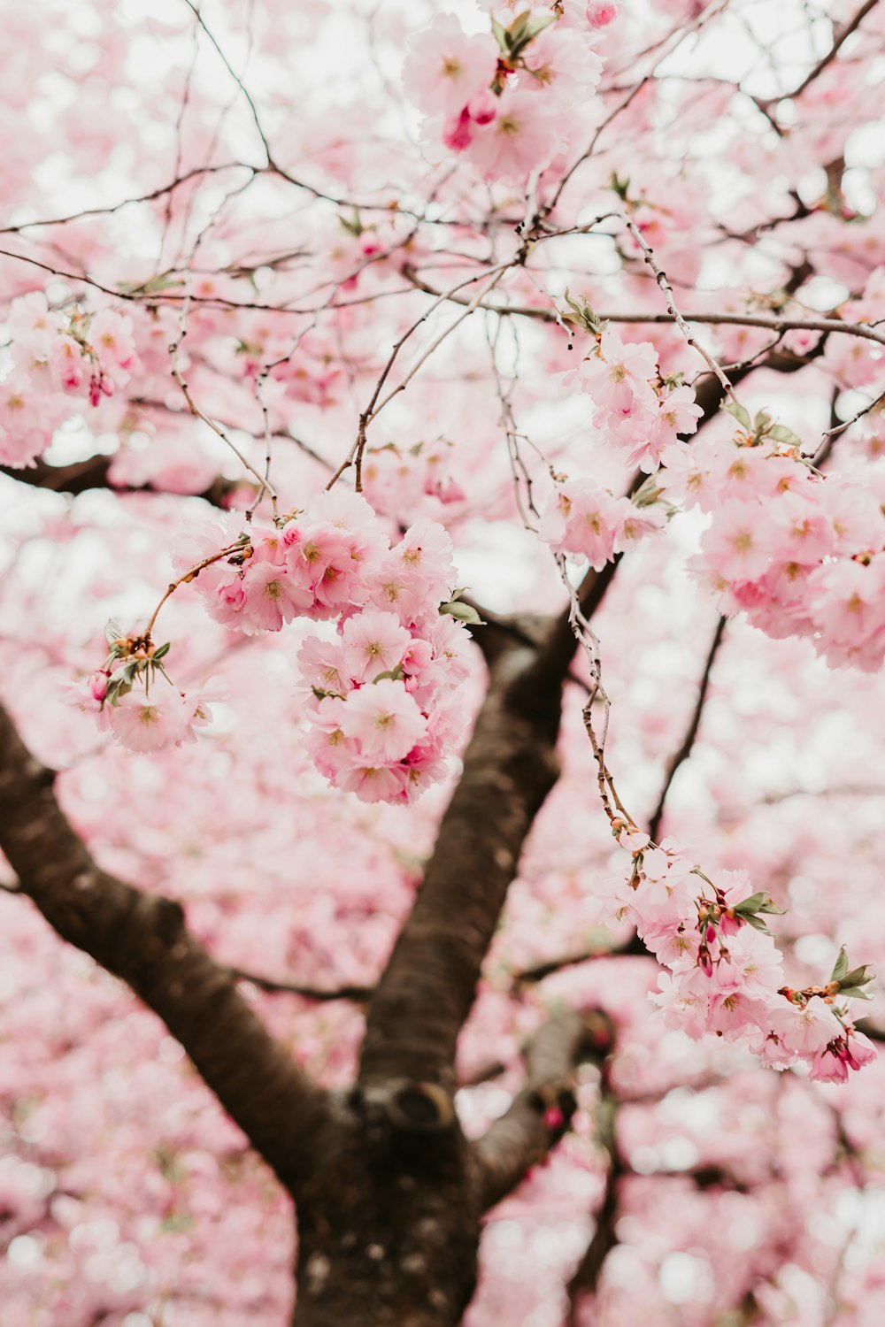 a tree with pink flowers in a park