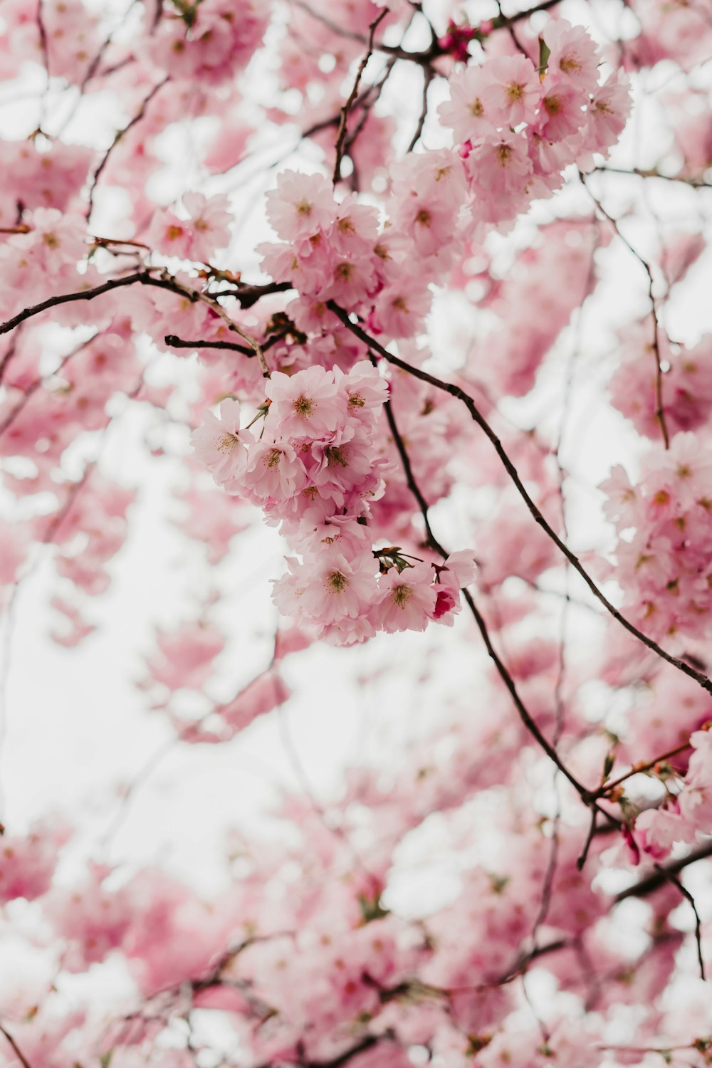 pink flowers are blooming on the branches of a tree