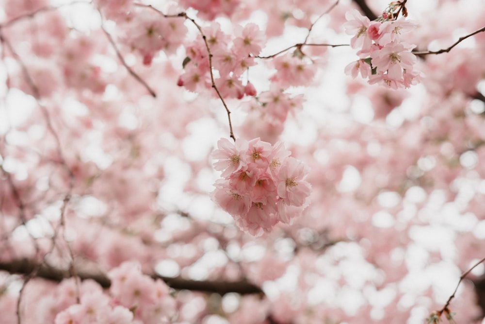 a close up of a tree with pink flowers