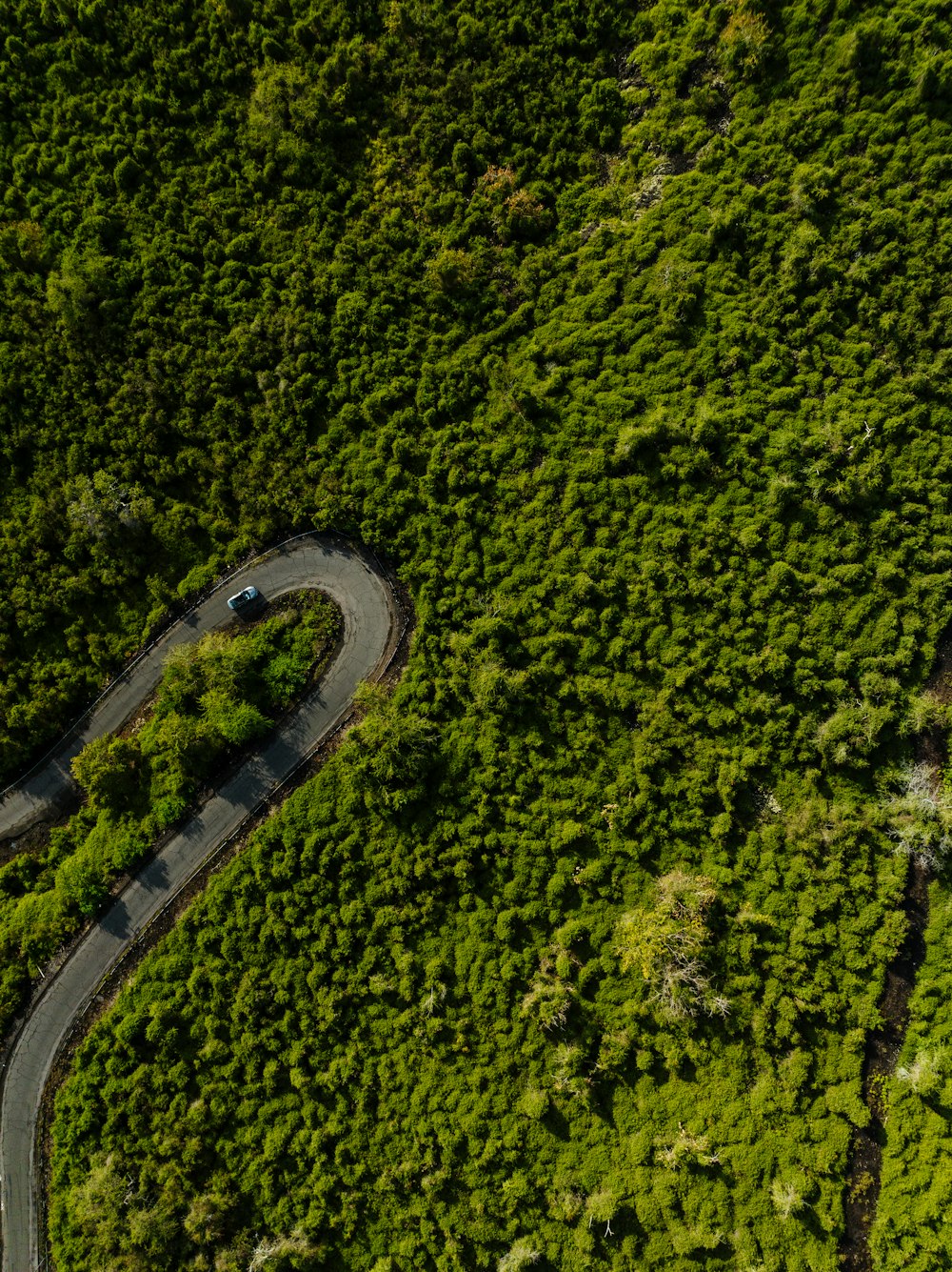 a winding road in the middle of a lush green forest