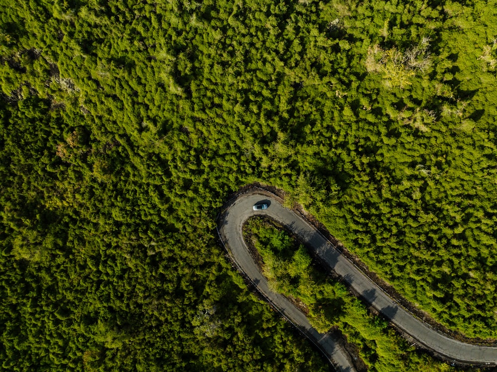 a winding road in the middle of a lush green forest