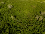 Aerial view of a dense forest with lush green foliage. Several leafless trees are scattered throughout the landscape, providing a stark contrast against the vibrant greenery. The texture of the forest canopy is uniform and lush, indicating healthy vegetation.