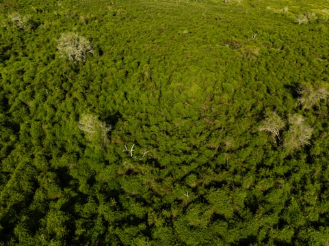 Aerial view of a dense forest with lush green foliage. Several leafless trees are scattered throughout the landscape, providing a stark contrast against the vibrant greenery. The texture of the forest canopy is uniform and lush, indicating healthy vegetation.