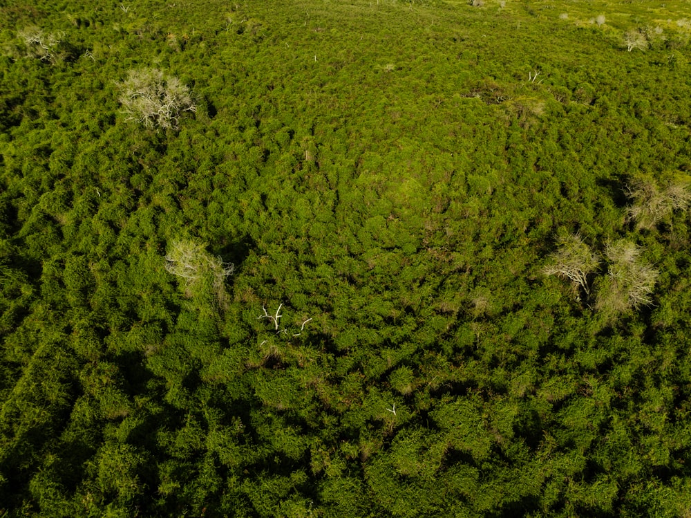 an aerial view of a lush green forest