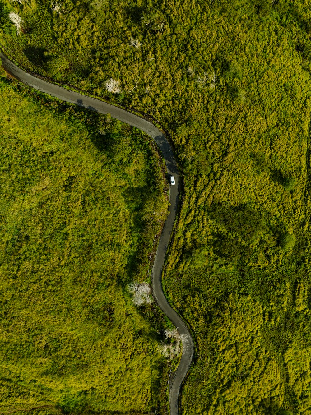 a winding road in the middle of a lush green field