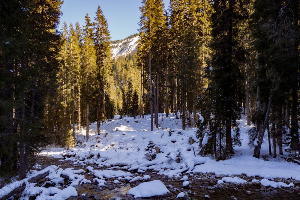 a stream running through a snow covered forest