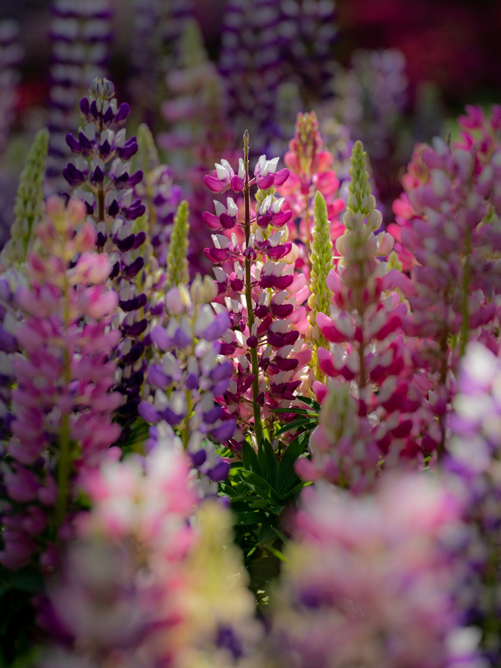 a bunch of flowers that are in a field