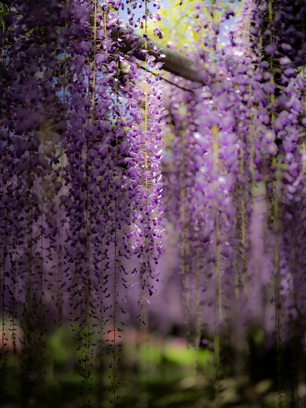 a bunch of purple flowers hanging from a tree