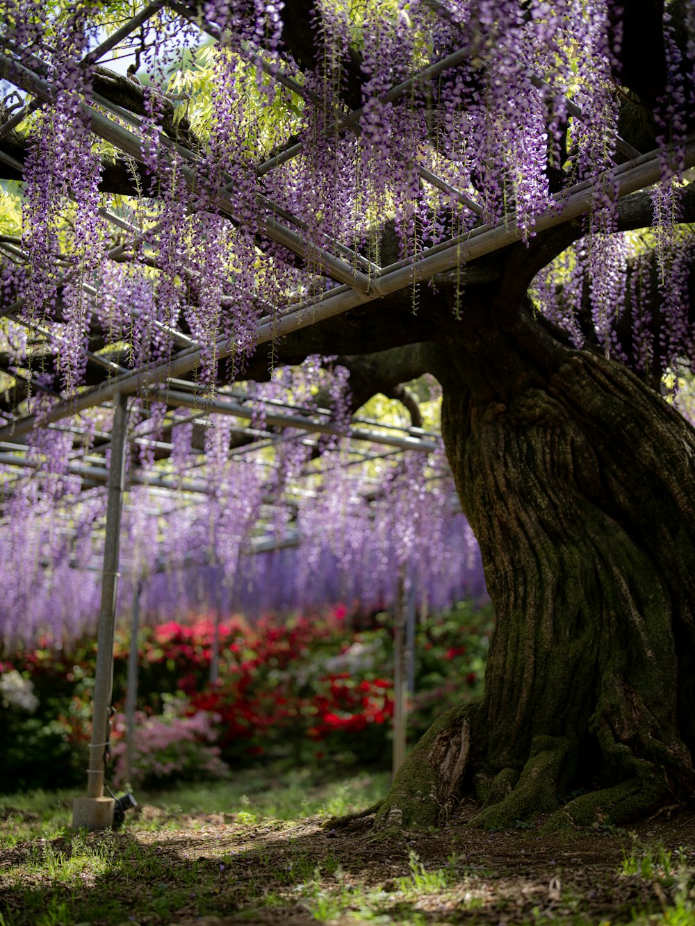 a large tree with lots of purple flowers on it