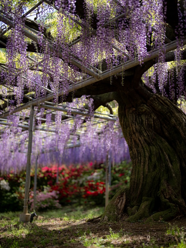 Discover Ashikaga: A Delightful Travel Guide