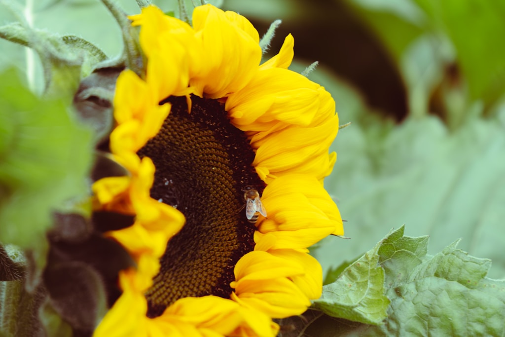 Sunflower Seed Oil