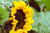 A bright yellow sunflower with a dark center is prominently featured, with a bee perched on its petals. The background is filled with soft green leaves, creating a natural, serene setting.