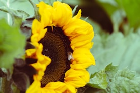 A bright yellow sunflower with a dark center is prominently featured, with a bee perched on its petals. The background is filled with soft green leaves, creating a natural, serene setting.