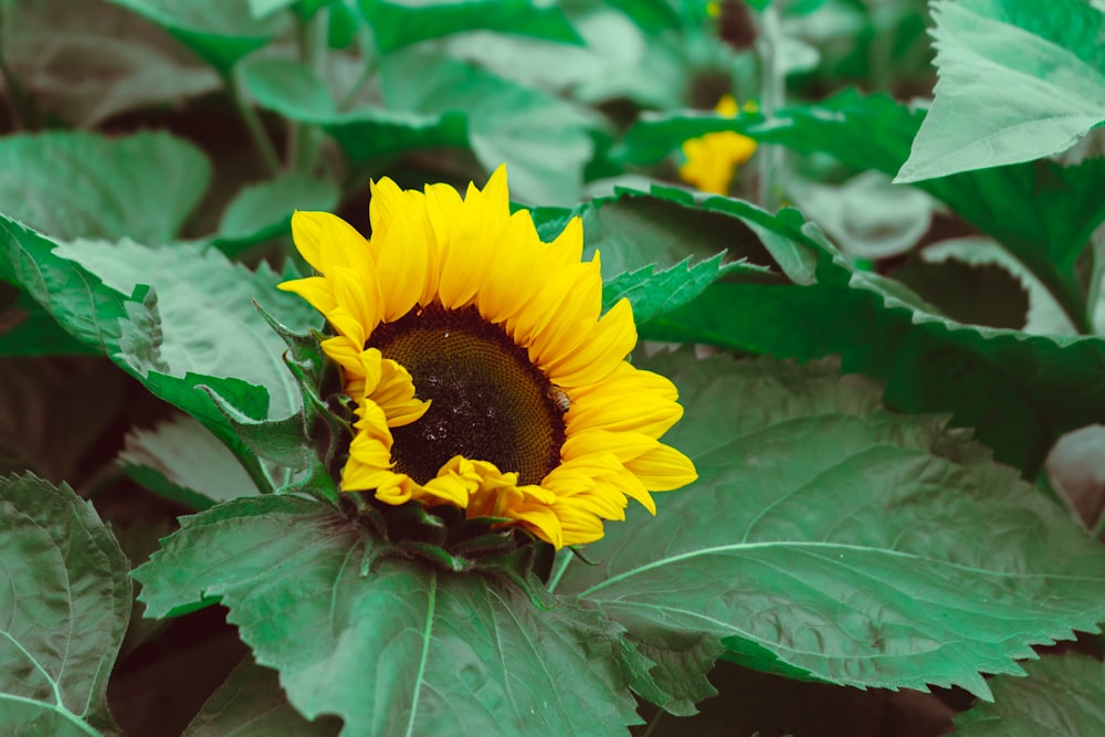 a yellow sunflower with green leaves in a field