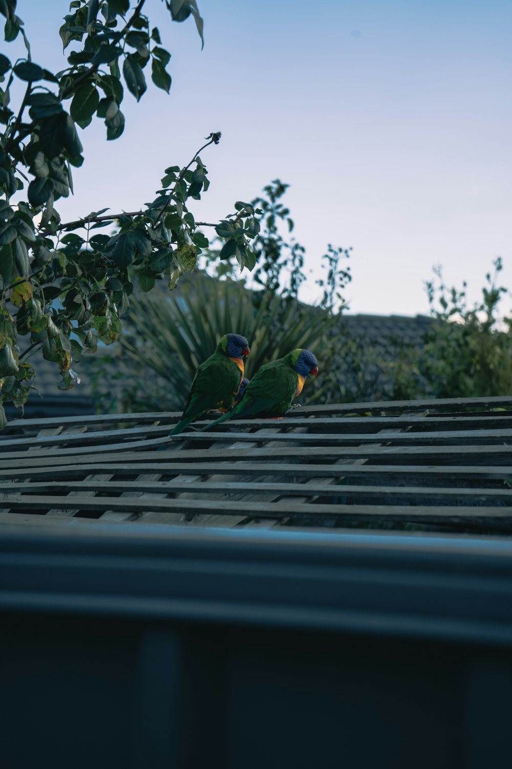 a couple of birds sitting on top of a roof
