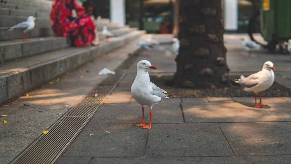 a couple of white birds standing on a sidewalk
