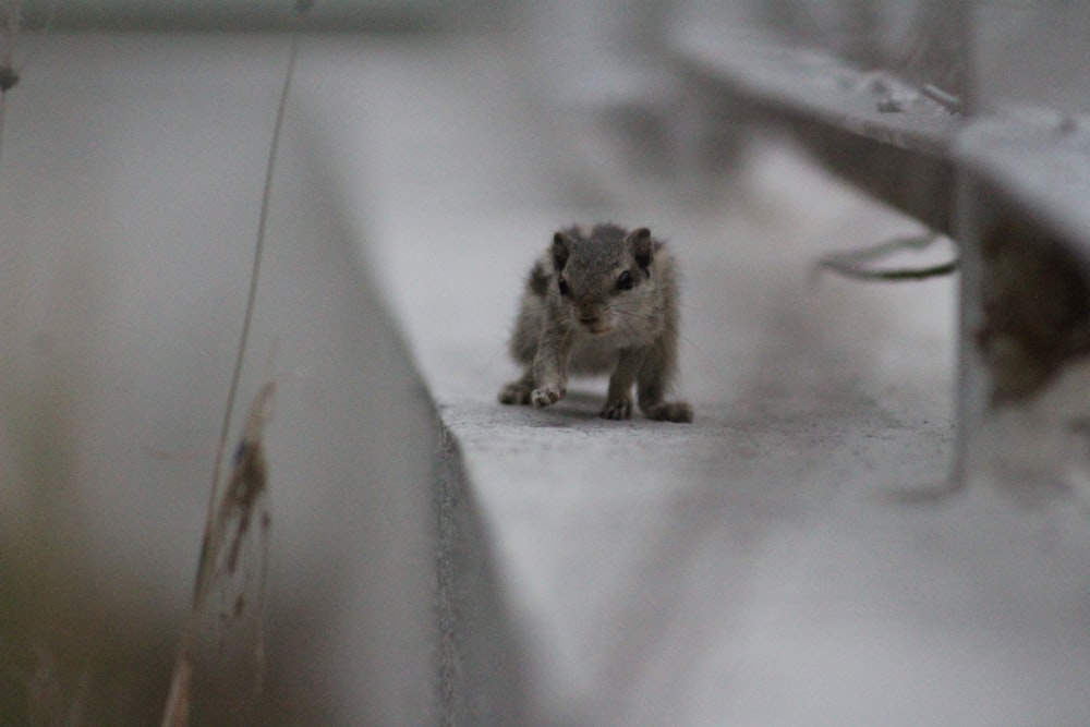 a small animal is standing on a ledge