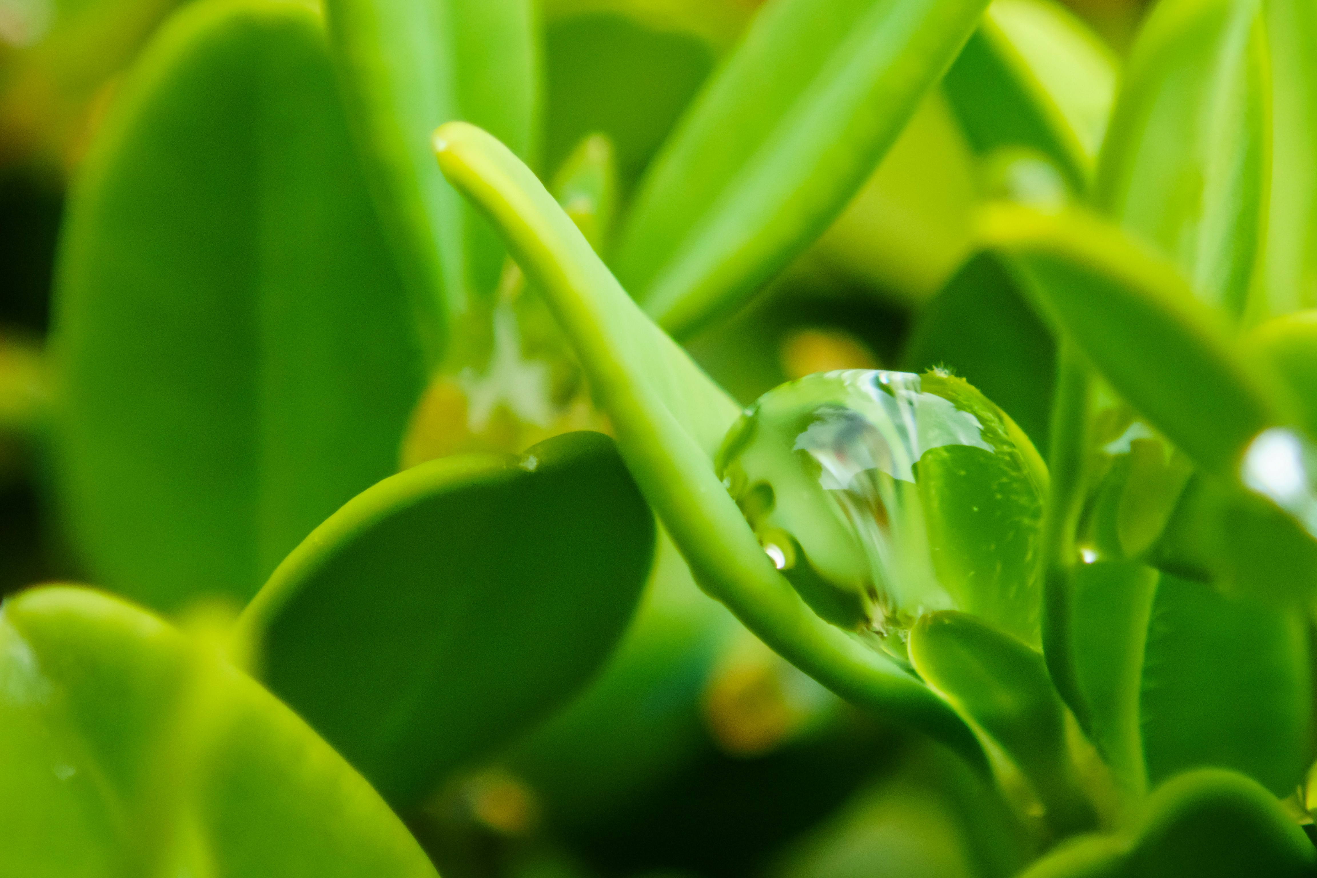 A close up of a green plant with water droplets photo – Free Flower ...