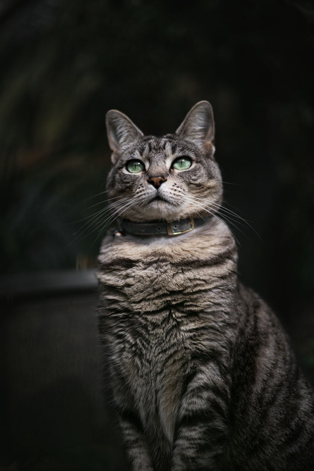 a cat with green eyes sitting in the dark