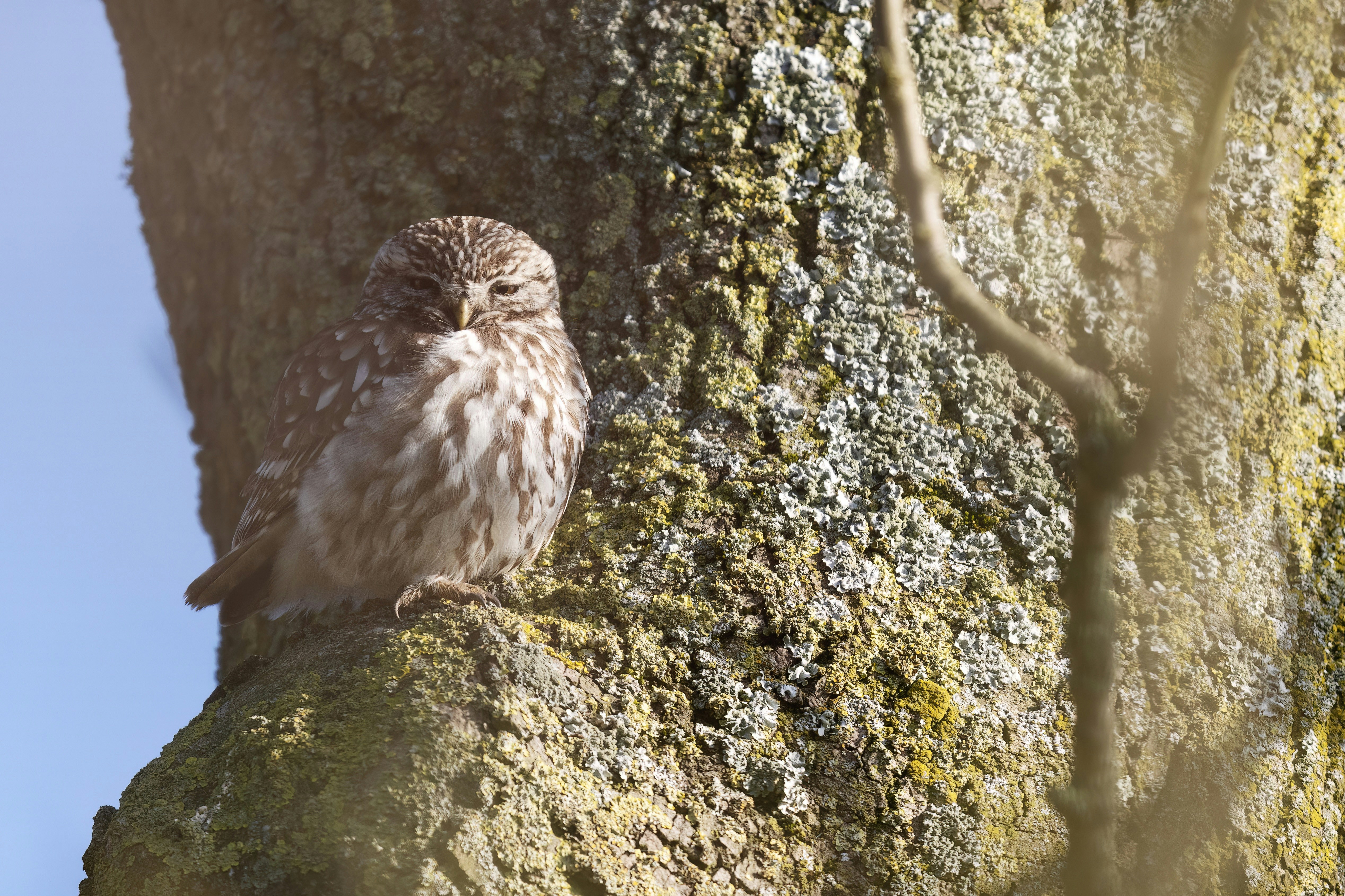 a small owl sitting on a mossy tree branch