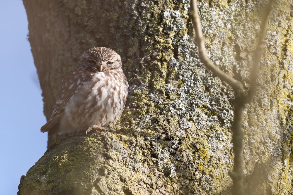 a small owl sitting on a mossy tree branch