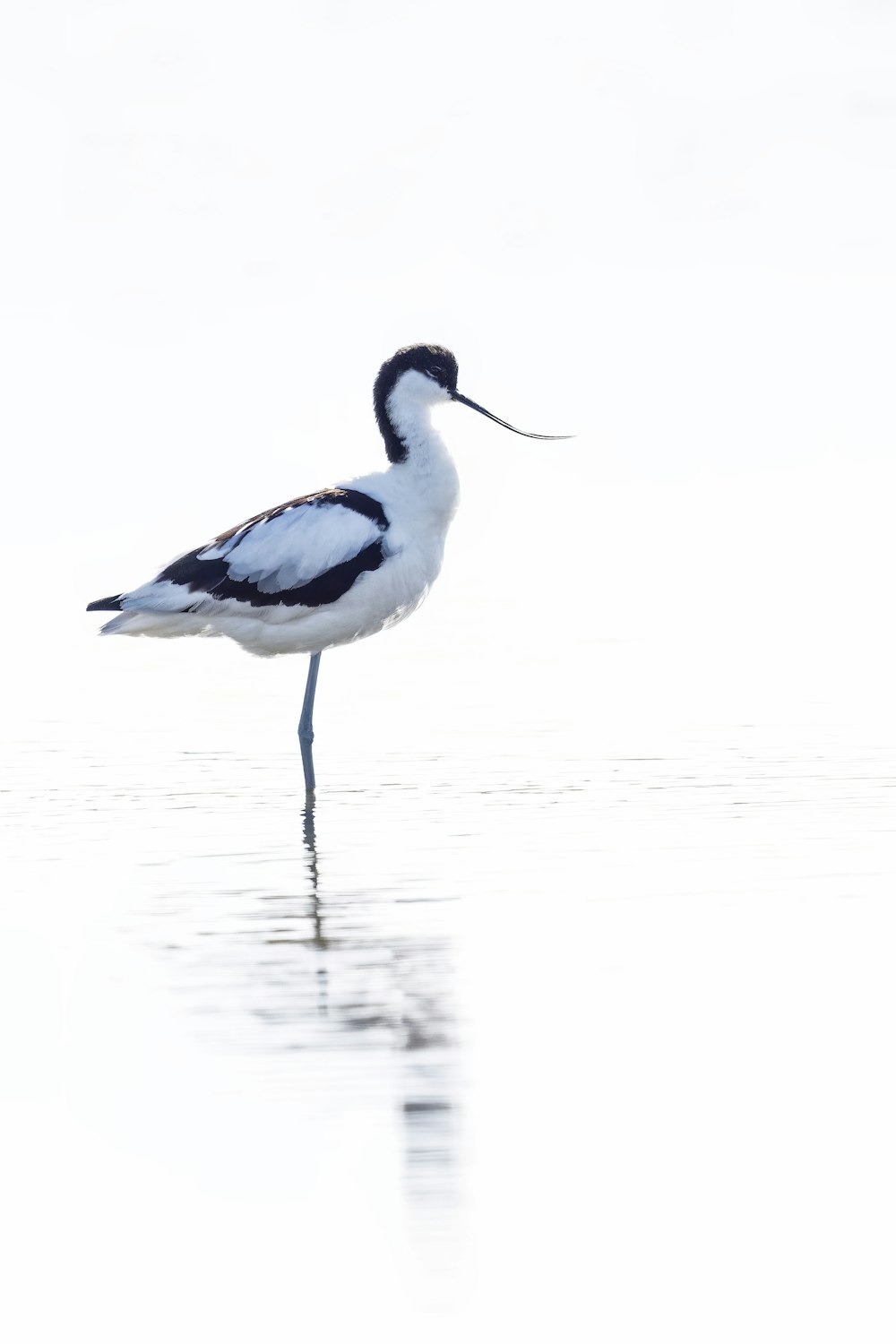 Un uccello bianco e nero è in piedi nell'acqua