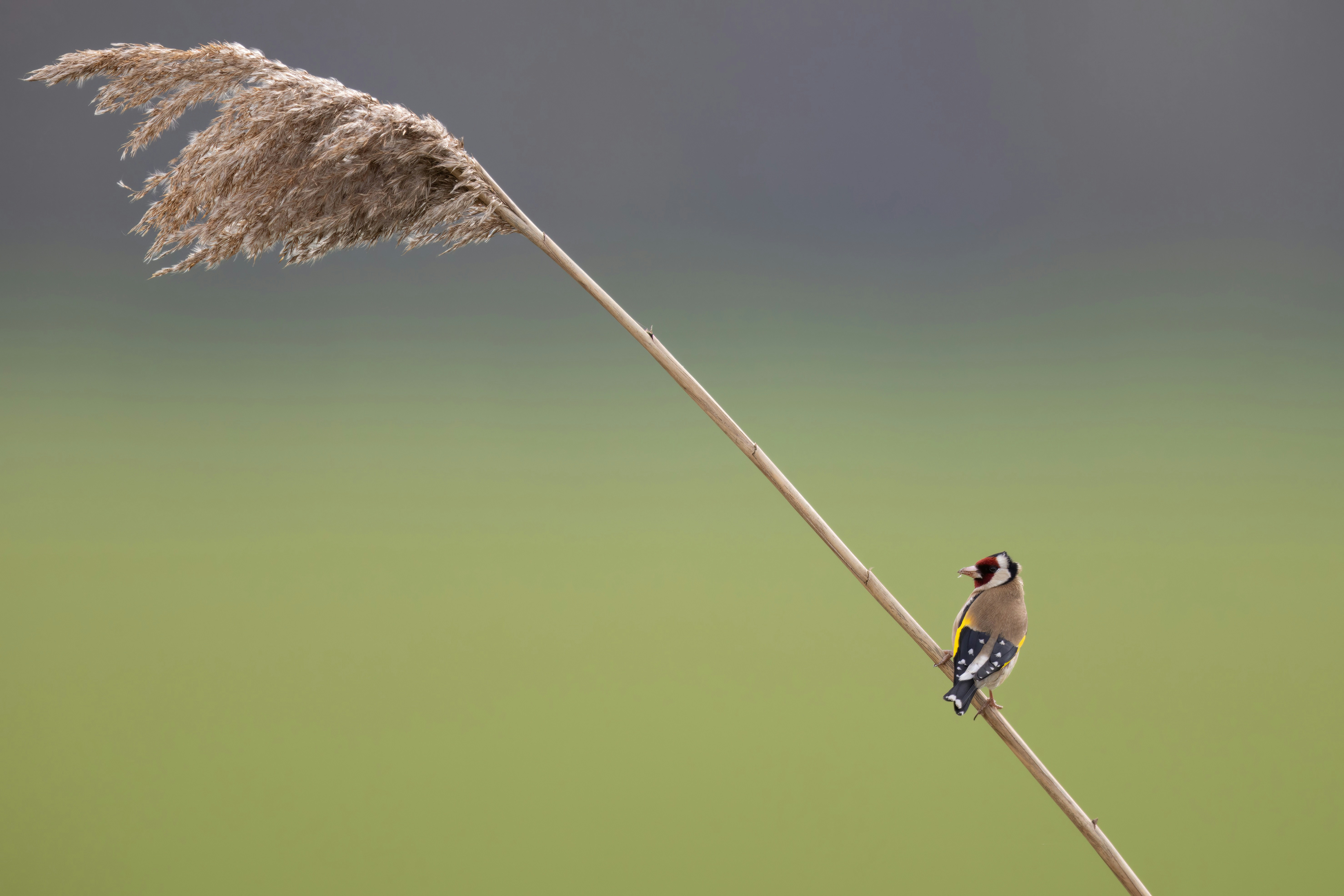 photo-1682842154127-4c6d2b28c42d?ixid=M3wxMjA3fDB8MXxzZWFyY2h8MjB8fGhpZ2glMjBzdGFrZXMlMjBzd2VlcHN8ZW58MHx8fHwxNzQ4NjkwNTI3fDA\u0026ixlib=rb-4.1.0