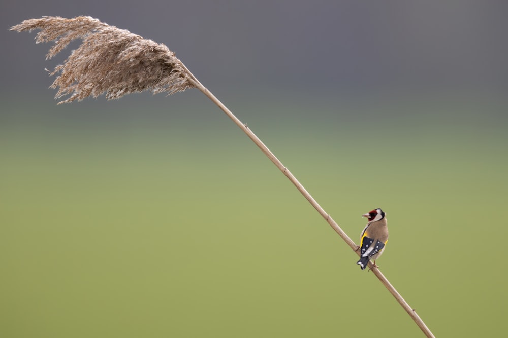 a small bird sitting on top of a plant