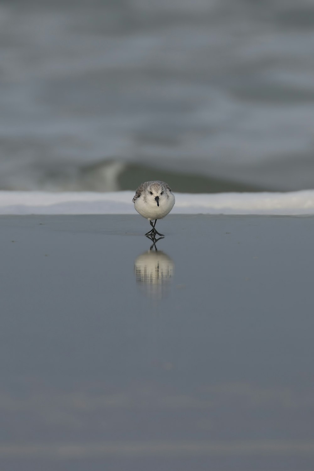 a small bird standing on a wet beach