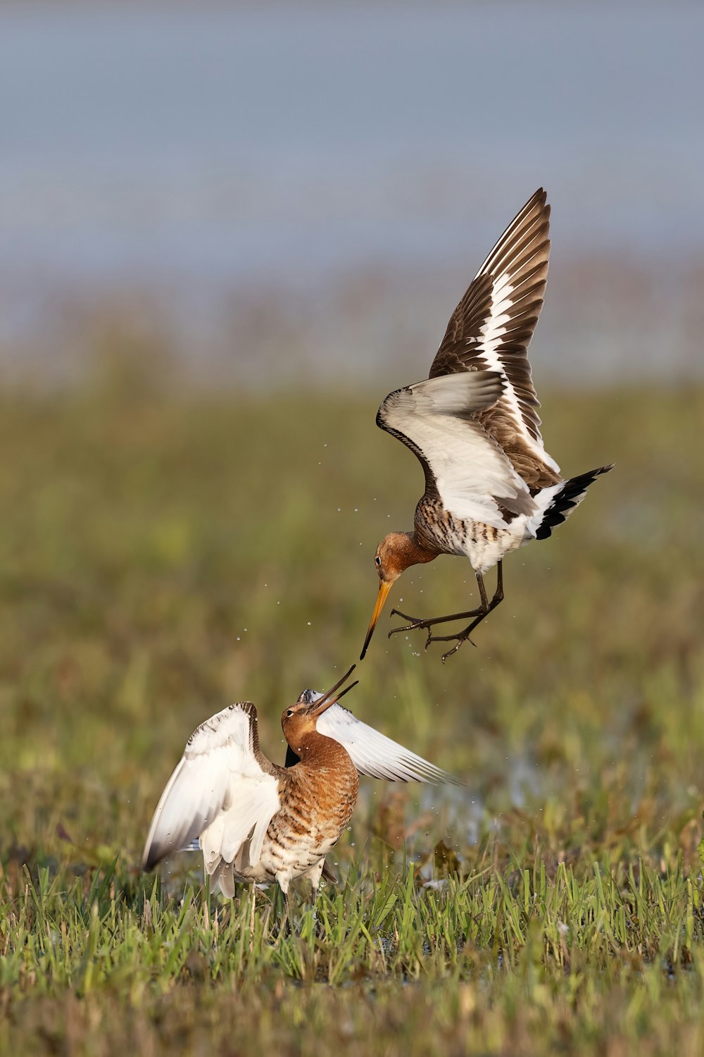 Un par de pájaros parados en la cima de un exuberante campo verde