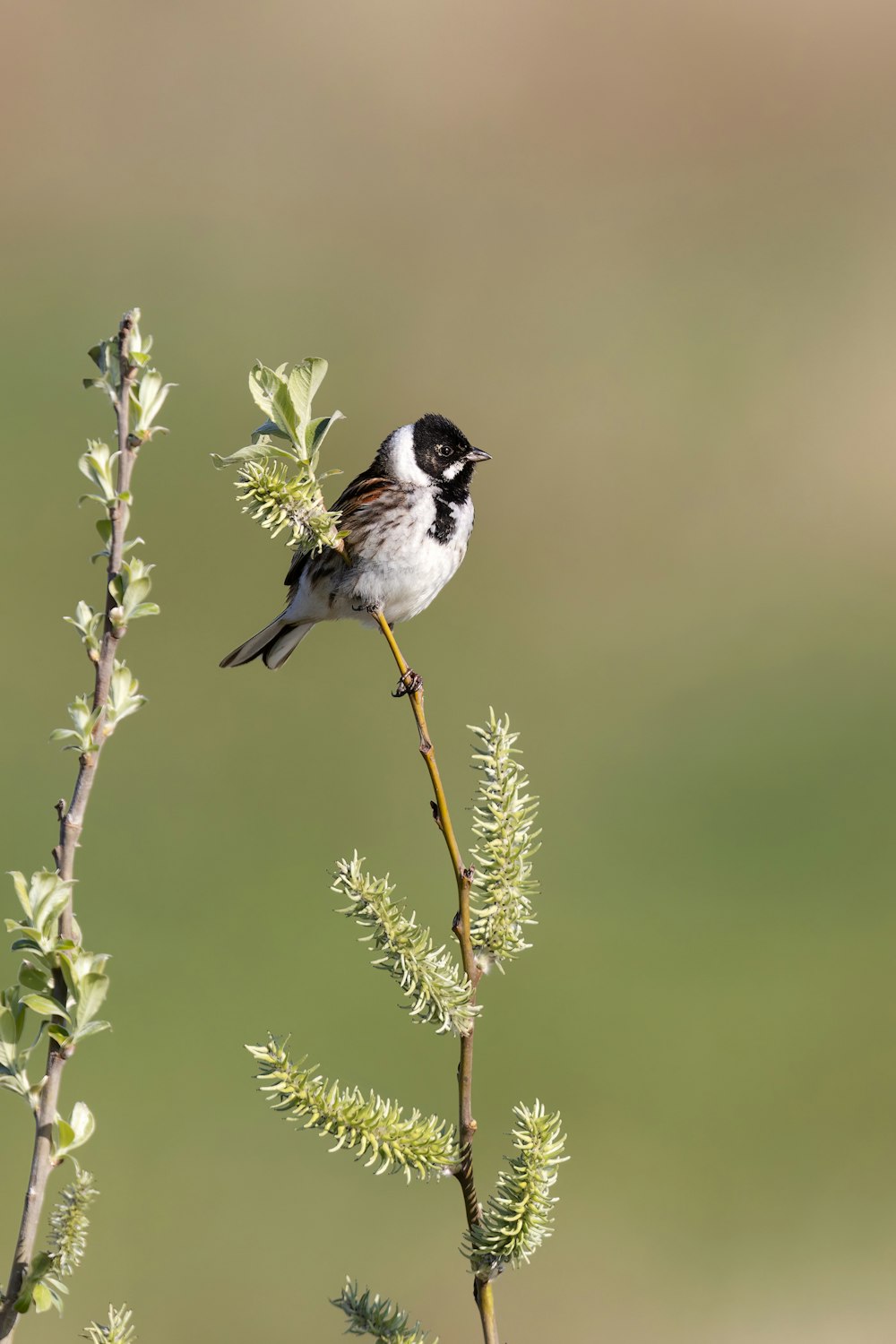 a small bird perched on top of a tree branch