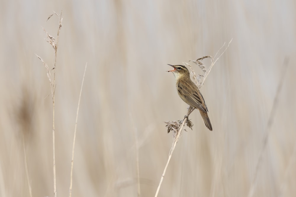 a small bird sitting on top of a dry grass field