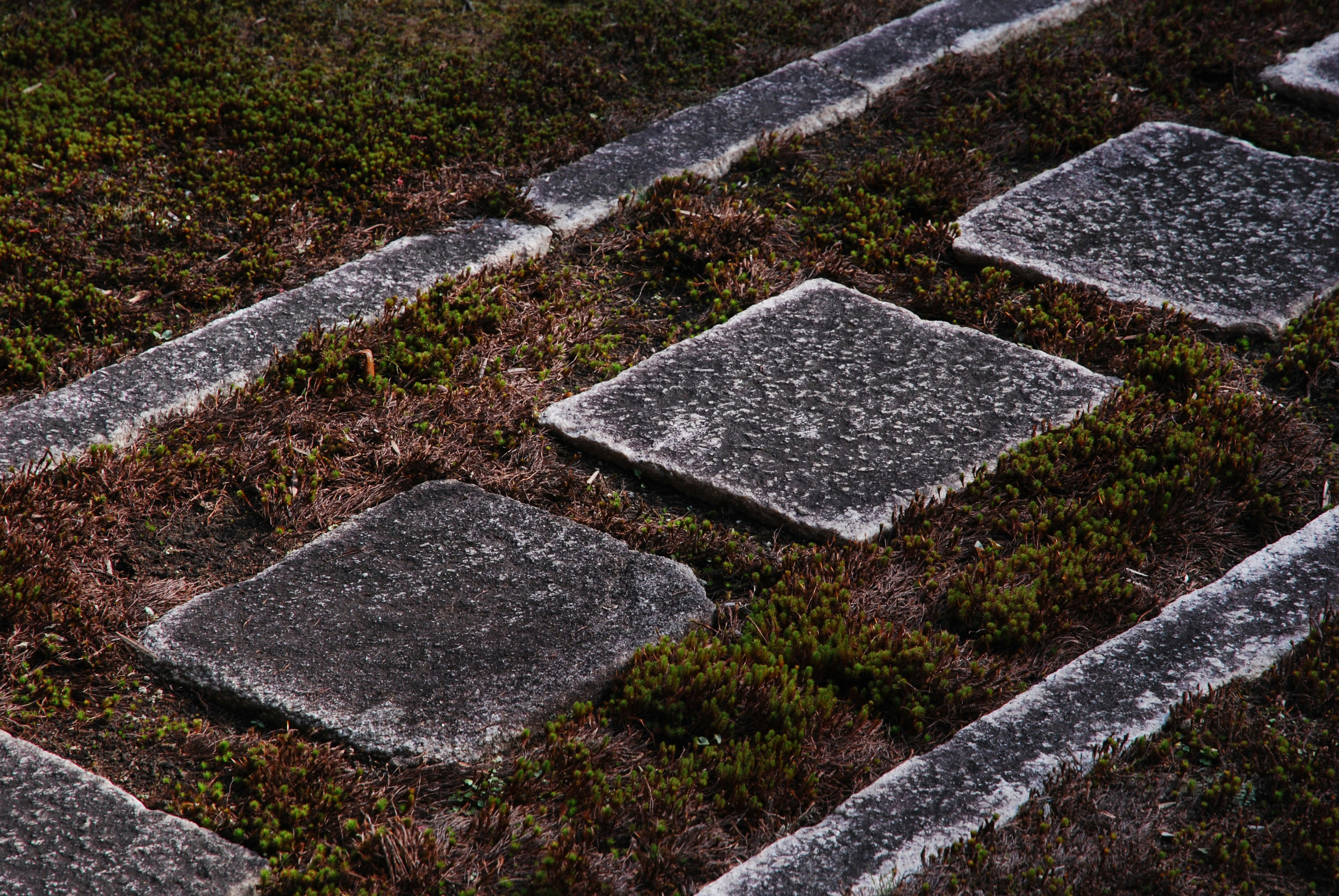 a close up of a grass and stone walkway