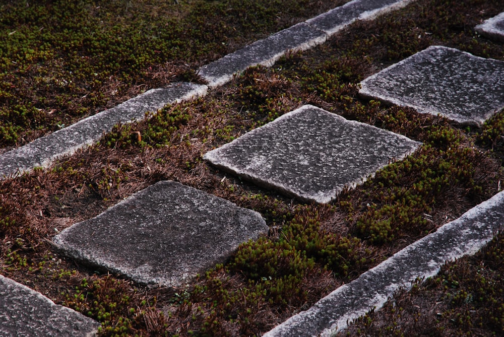 a close up of a grass and stone walkway