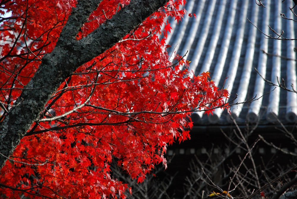 a tree with red leaves in front of a metal roof