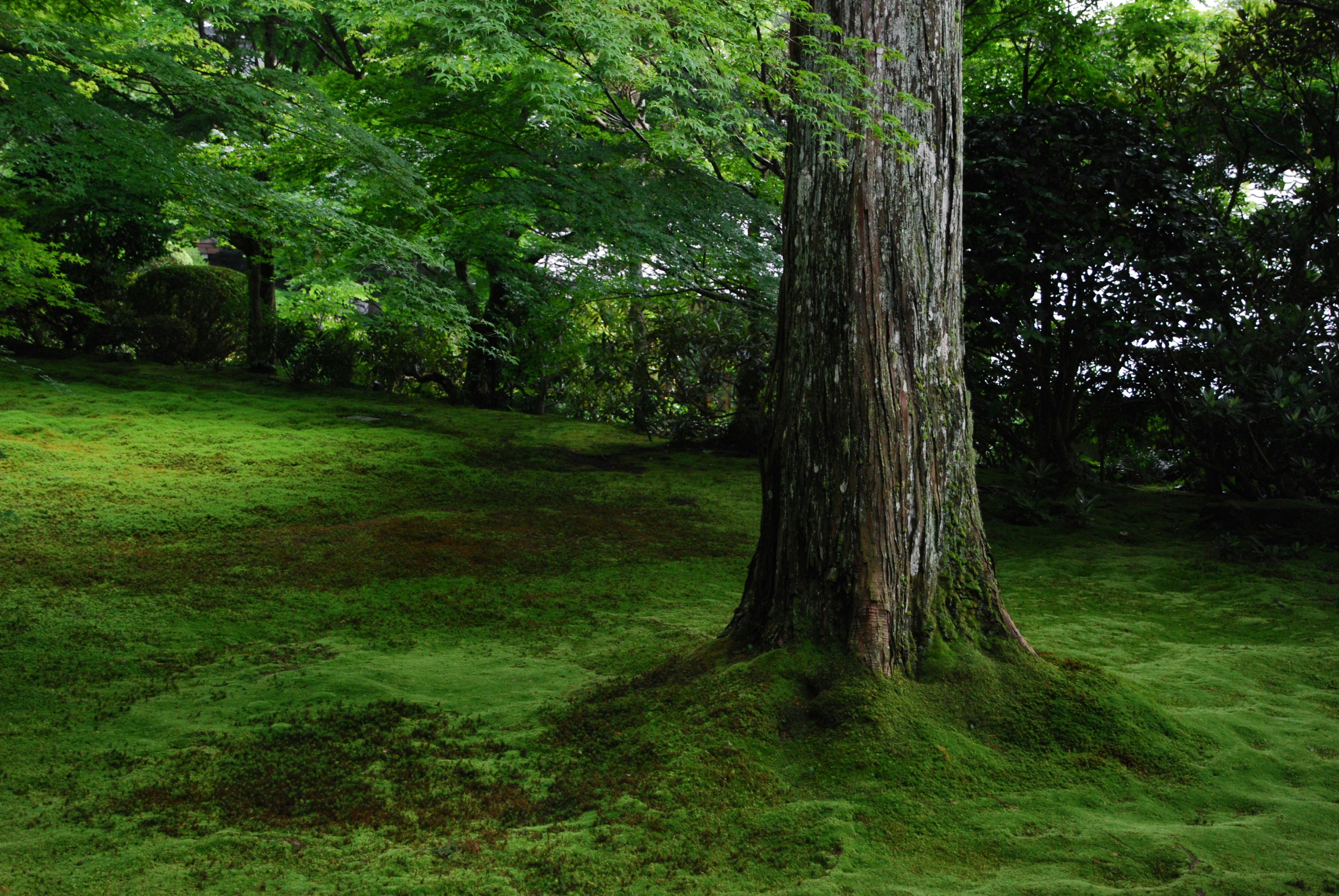 A tree in the middle of a lush green field photo – Free Kyoto Image on ...