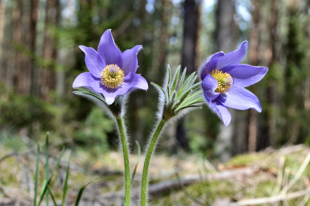 a couple of purple flowers sitting on top of a forest floor