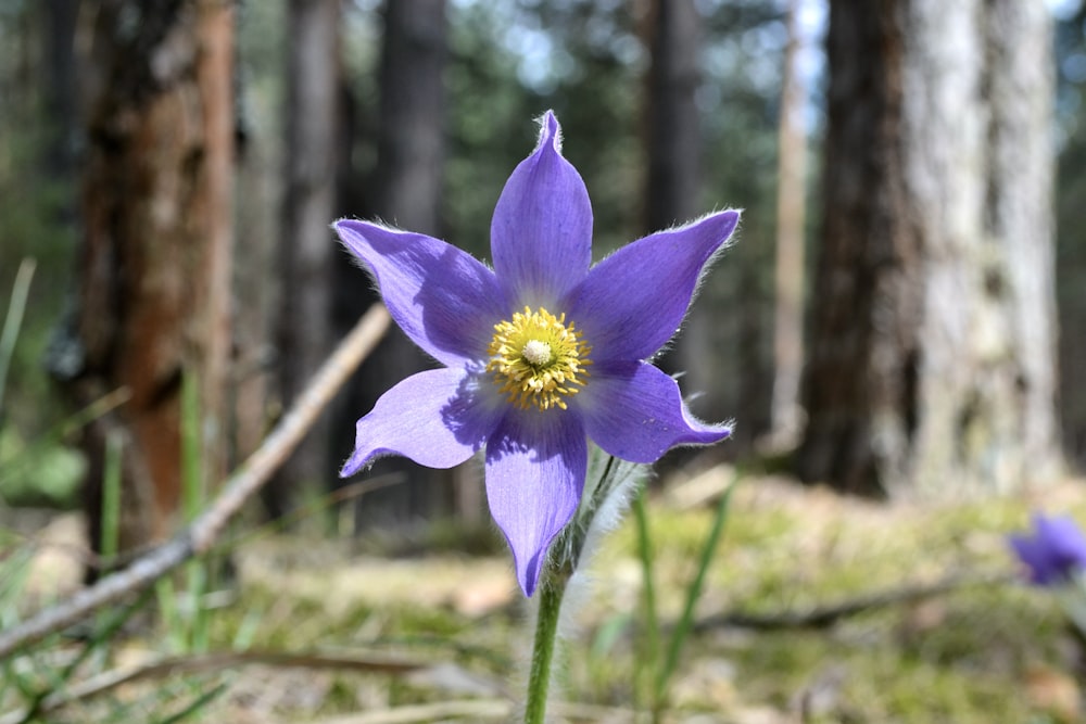 a purple flower with a yellow center in a forest