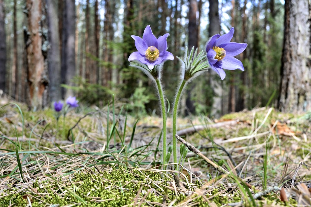 a couple of purple flowers sitting on top of a forest floor