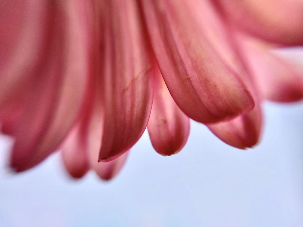 a close up of a pink flower with a sky background