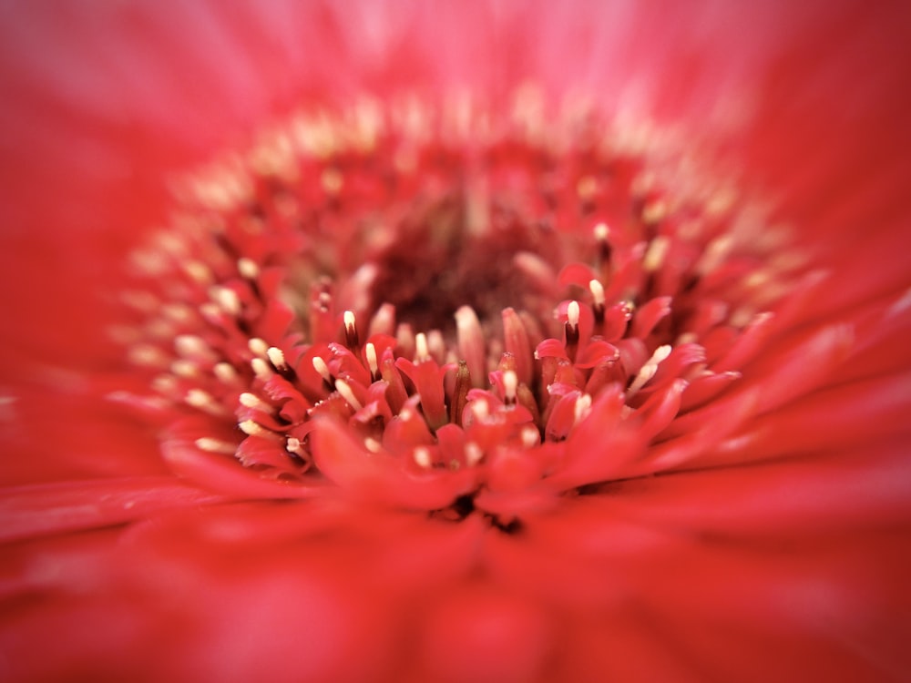 a close up of a red flower with a blurry background