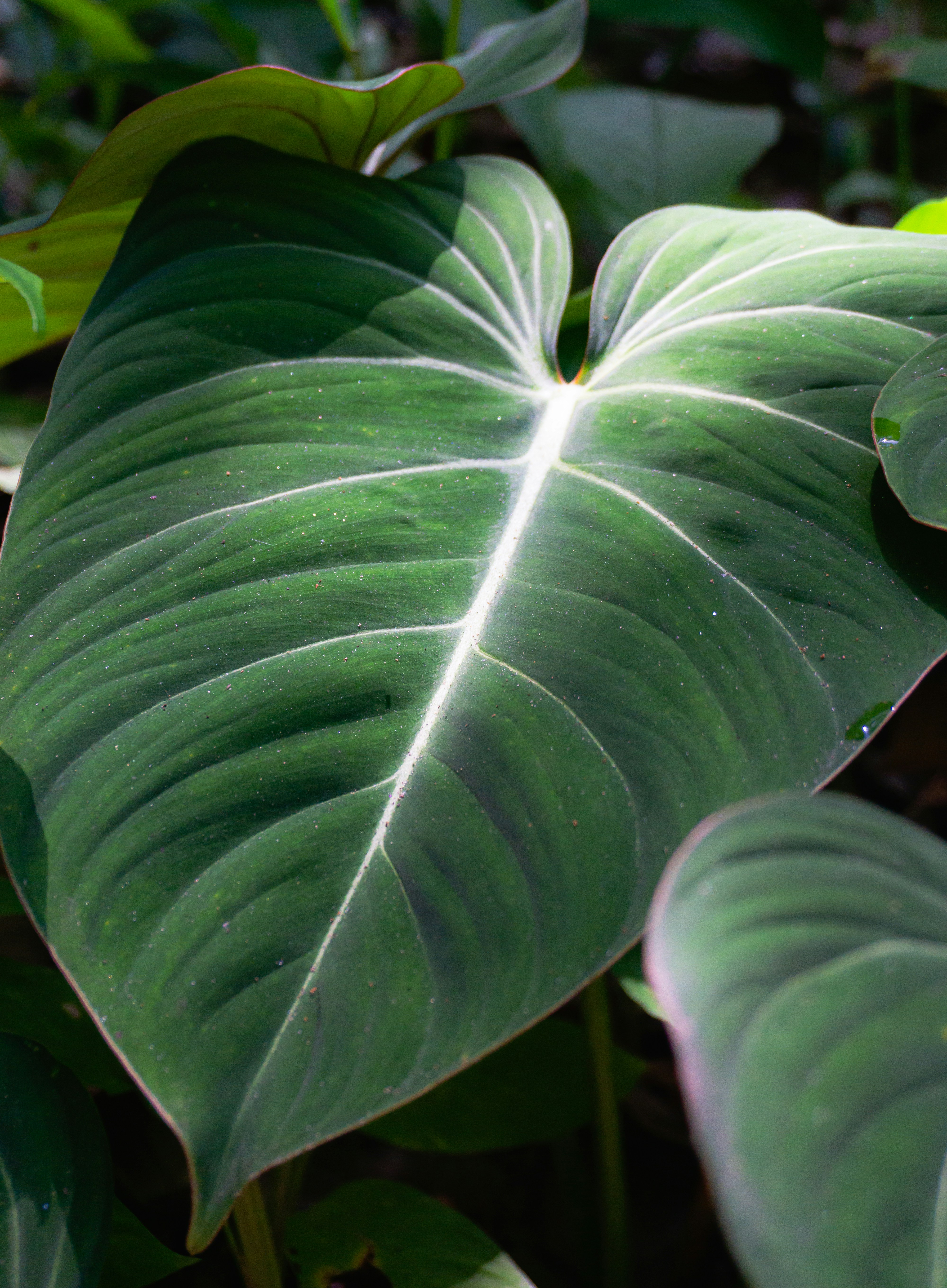 Photo by leonardo_64