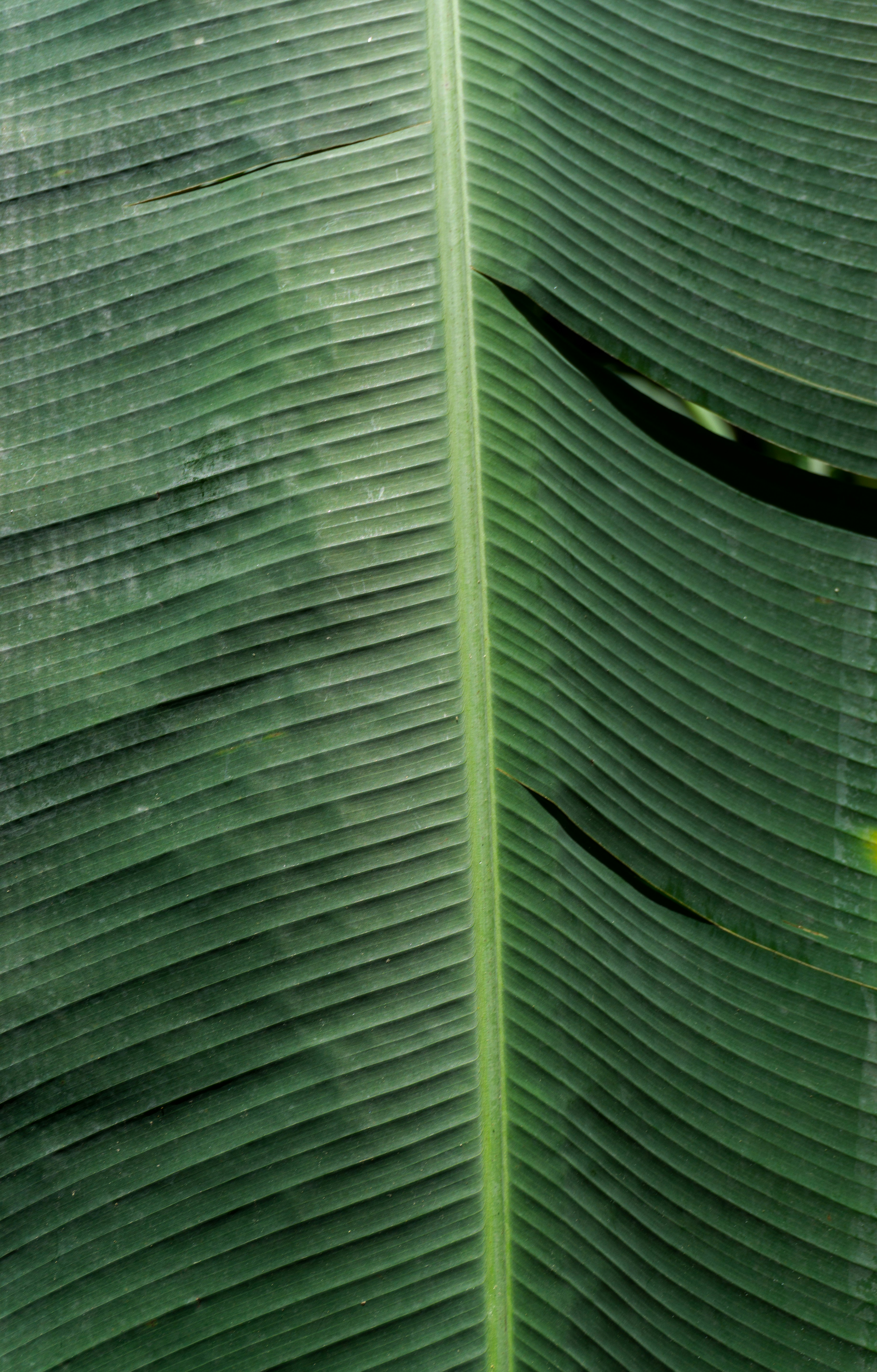 Un primer plano de una gran hoja verde