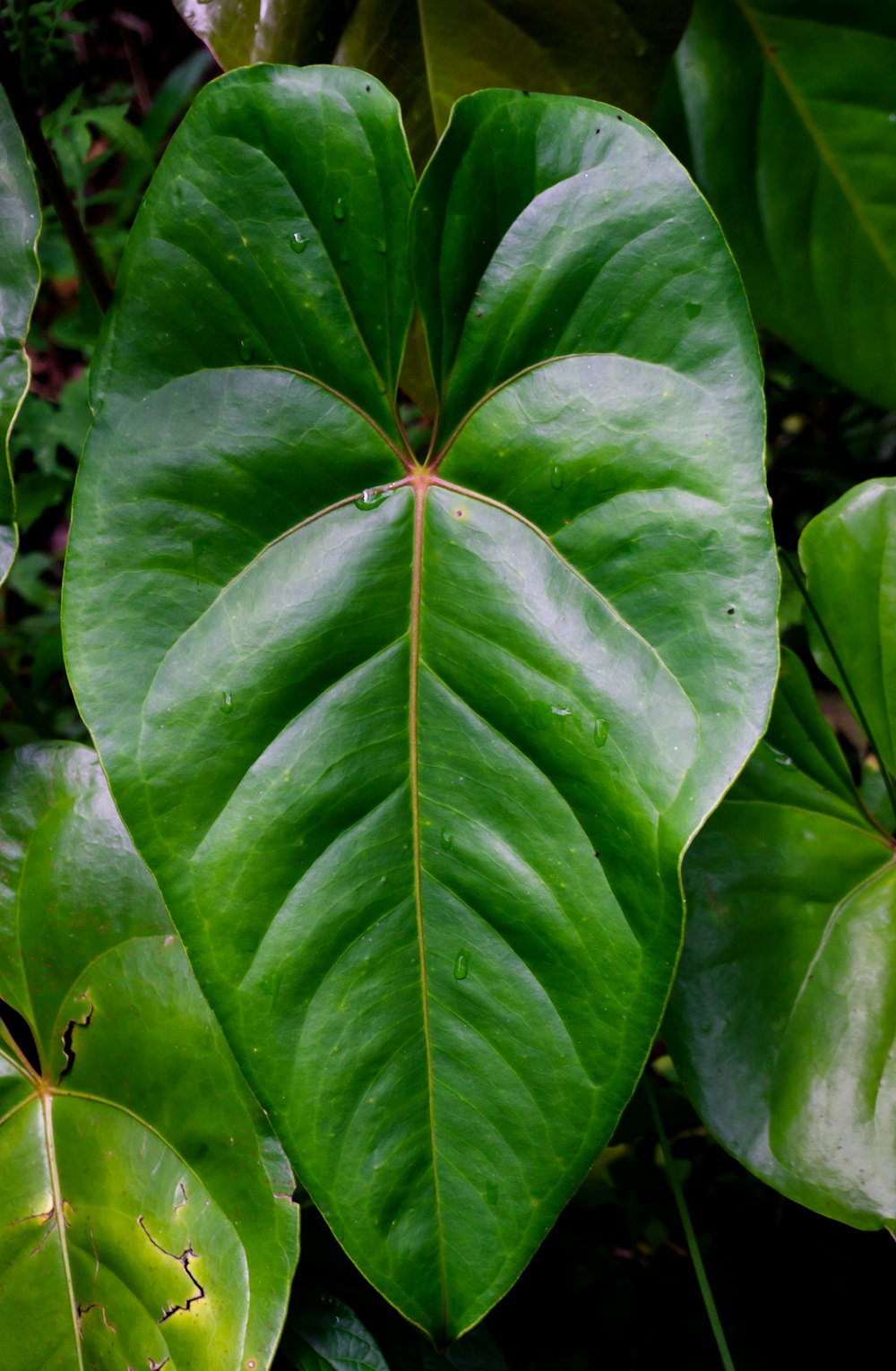 a close up of a large green leaf