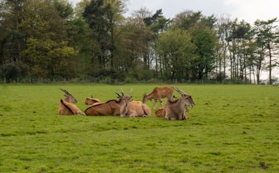 A group of antelopes with long, curved horns are resting on a grassy field surrounded by a dense forest. The scene depicts a calm, natural environment with lush greenery.