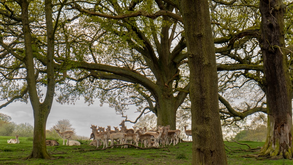 a herd of deer standing next to each other on a lush green field