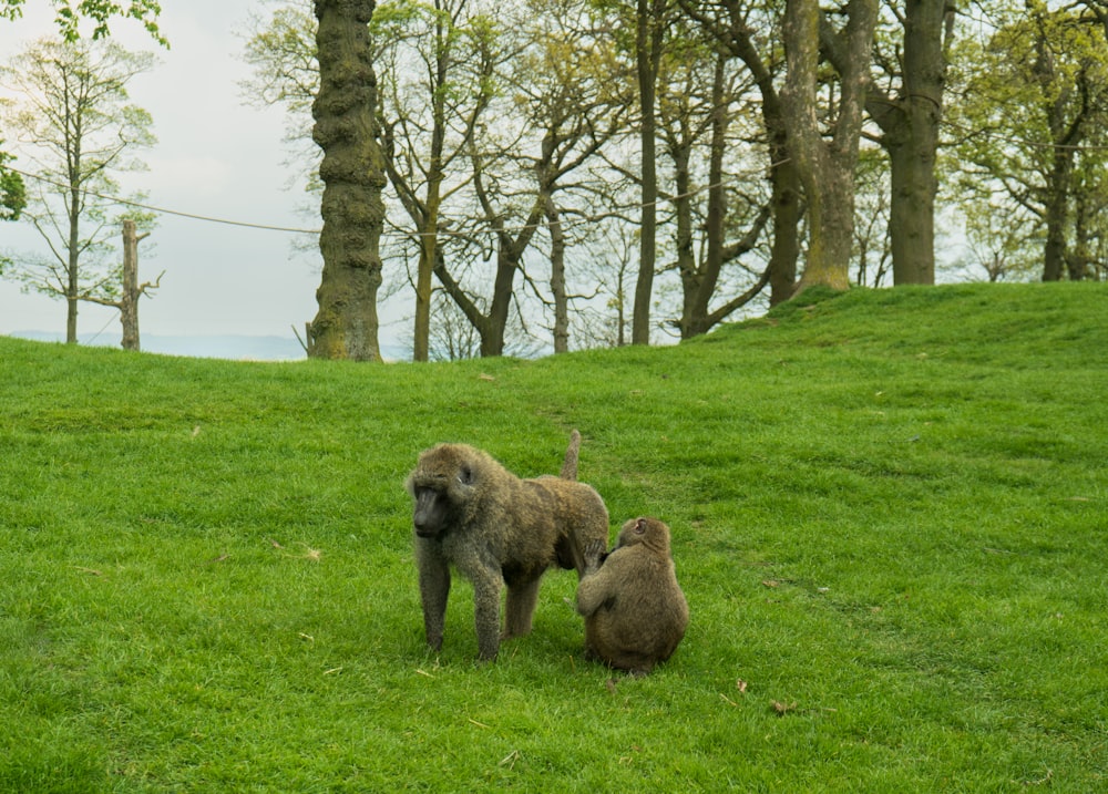 a couple of monkeys standing on top of a lush green field