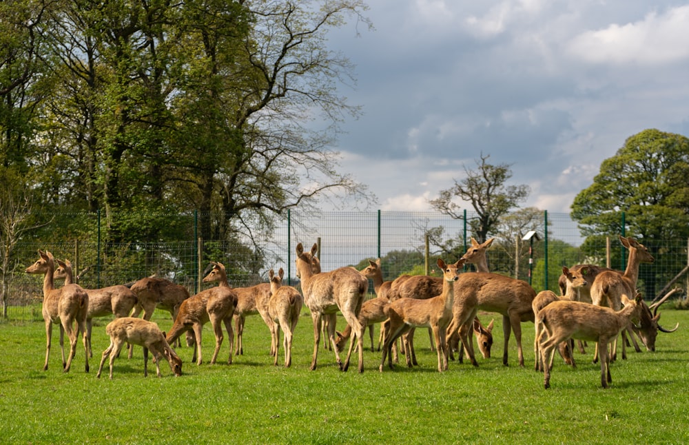 a herd of deer standing on top of a lush green field